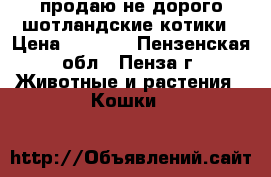 продаю не дорого шотландские котики › Цена ­ 1 000 - Пензенская обл., Пенза г. Животные и растения » Кошки   